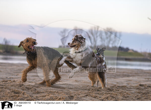 3 Hunde / 3 dogs / AM-06419