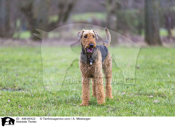 Airedale Terrier / Airedale Terrier / AM-06422