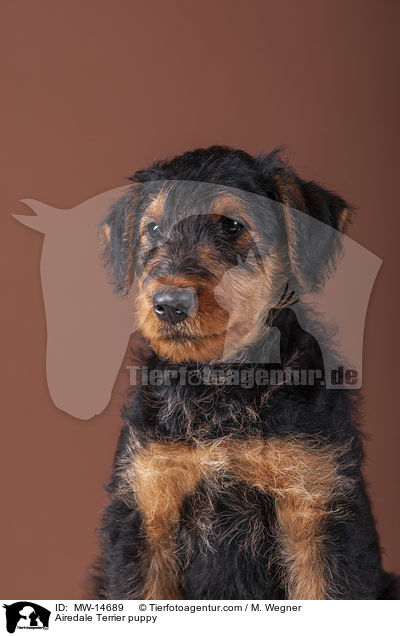 Airedale Terrier puppy / MW-14689