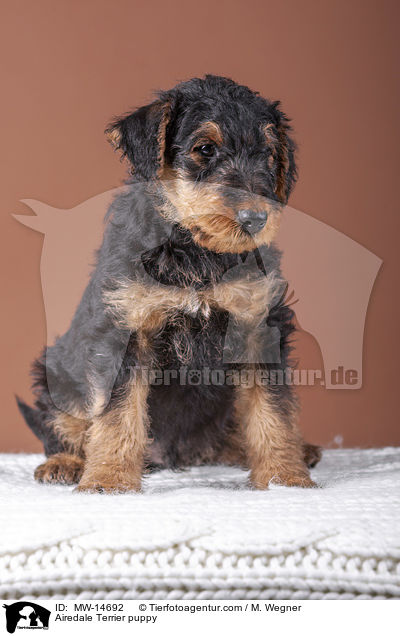 Airedale Terrier puppy / MW-14692