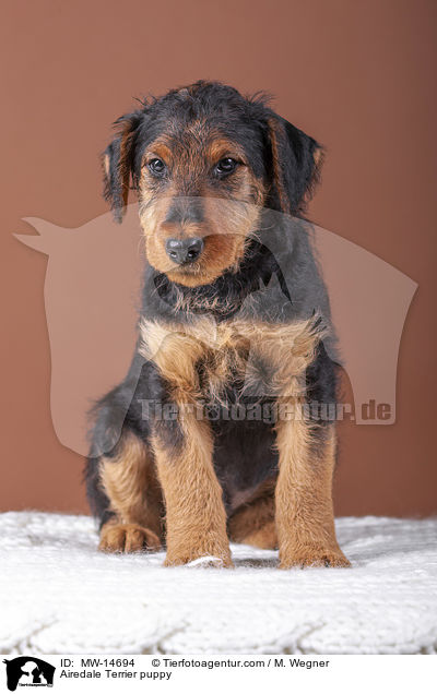 Airedale Terrier puppy / MW-14694