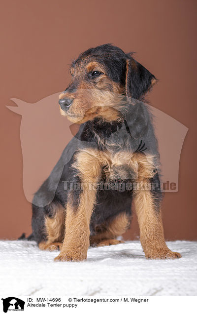 Airedale Terrier Welpe / Airedale Terrier puppy / MW-14696