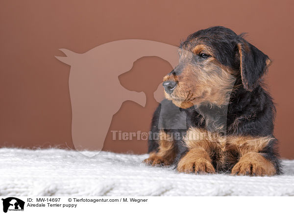 Airedale Terrier Welpe / Airedale Terrier puppy / MW-14697