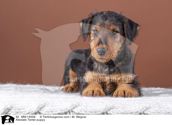 Airedale Terrier puppy / MW-14698