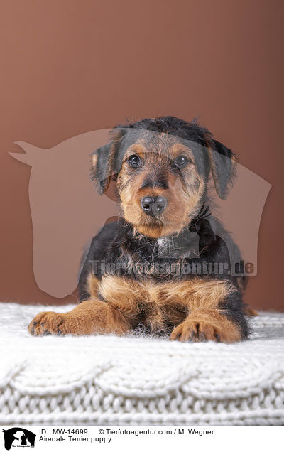 Airedale Terrier puppy / MW-14699