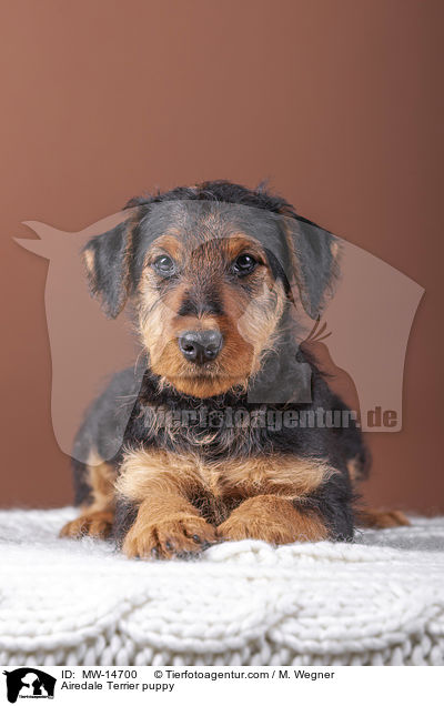 Airedale Terrier puppy / MW-14700