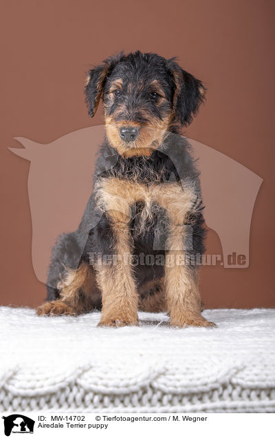 Airedale Terrier puppy / MW-14702