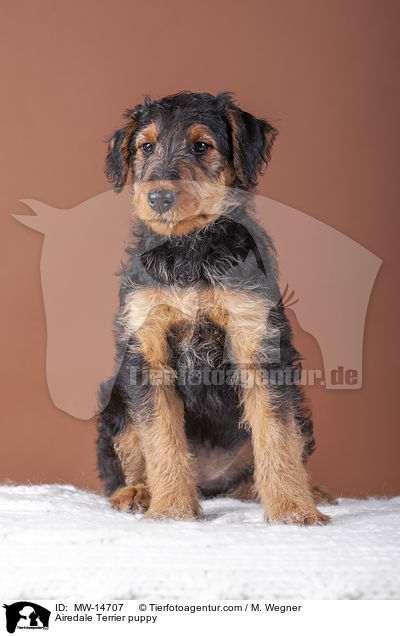 Airedale Terrier puppy / MW-14707