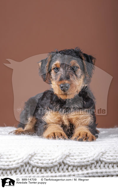 Airedale Terrier Welpe / Airedale Terrier puppy / MW-14709
