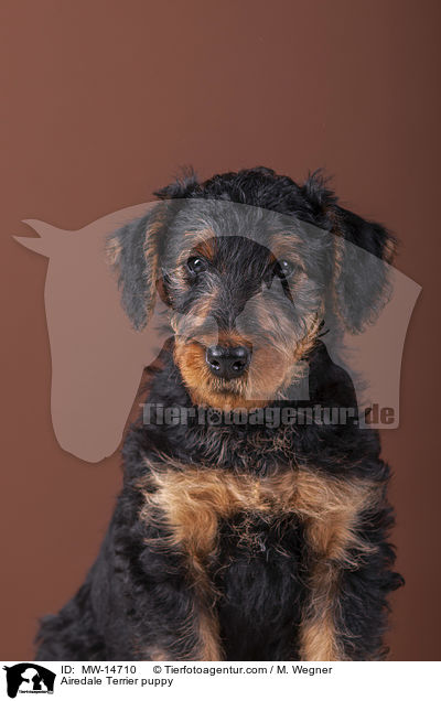 Airedale Terrier puppy / MW-14710