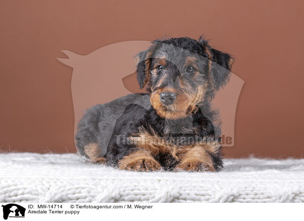 Airedale Terrier Welpe / Airedale Terrier puppy / MW-14714