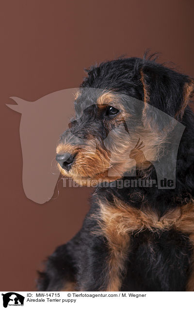 Airedale Terrier Welpe / Airedale Terrier puppy / MW-14715