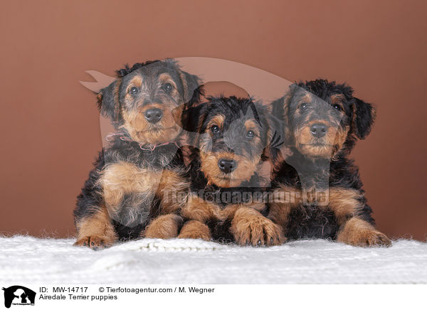 Airedale Terrier puppies / MW-14717