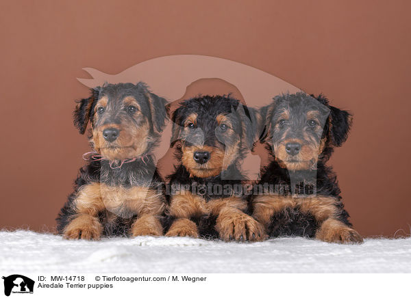 Airedale Terrier Welpen / Airedale Terrier puppies / MW-14718
