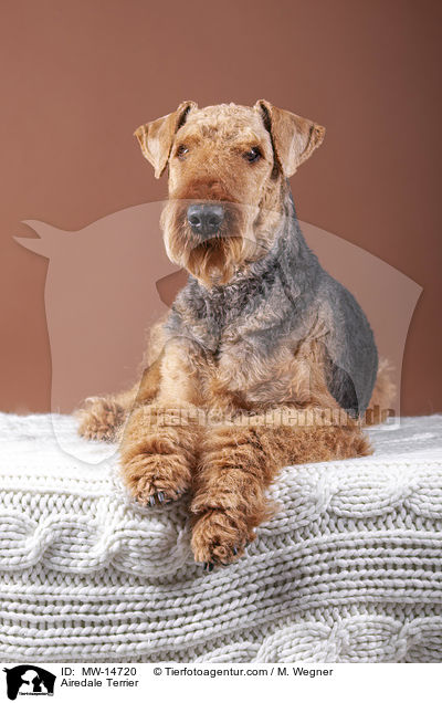 Airedale Terrier / Airedale Terrier / MW-14720