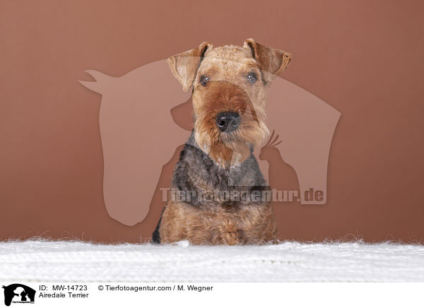 Airedale Terrier / MW-14723