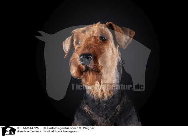 Airedale Terrier vor schwarzem Hintergrund / Airedale Terrier in front of black background / MW-14725