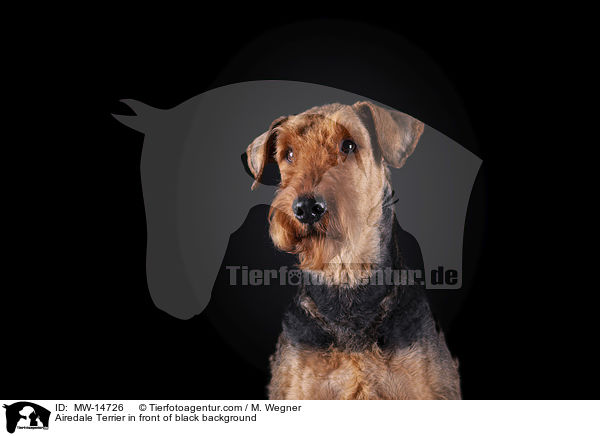 Airedale Terrier vor schwarzem Hintergrund / Airedale Terrier in front of black background / MW-14726