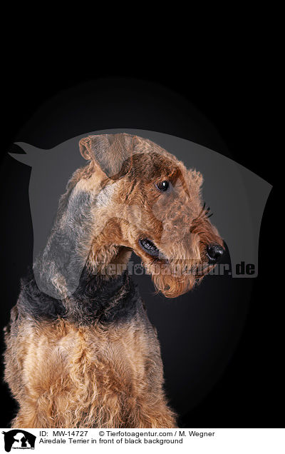 Airedale Terrier vor schwarzem Hintergrund / Airedale Terrier in front of black background / MW-14727