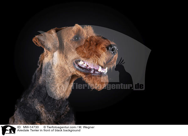 Airedale Terrier vor schwarzem Hintergrund / Airedale Terrier in front of black background / MW-14730