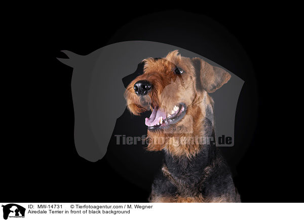 Airedale Terrier vor schwarzem Hintergrund / Airedale Terrier in front of black background / MW-14731