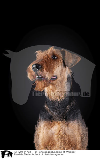 Airedale Terrier in front of black background / MW-14732
