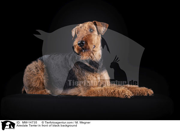 Airedale Terrier vor schwarzem Hintergrund / Airedale Terrier in front of black background / MW-14735