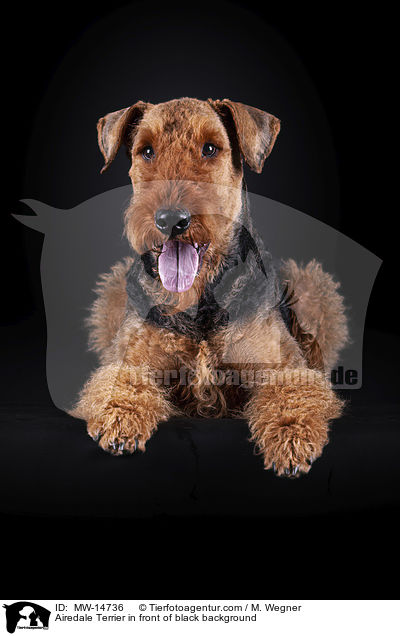 Airedale Terrier vor schwarzem Hintergrund / Airedale Terrier in front of black background / MW-14736