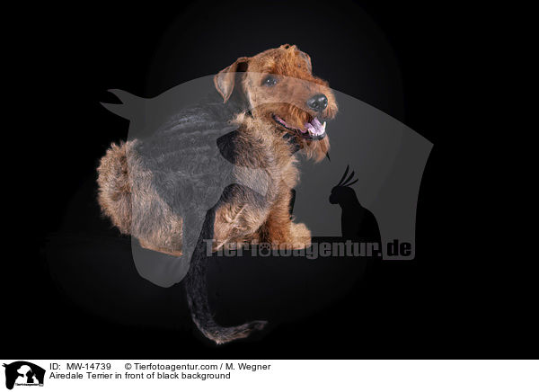 Airedale Terrier vor schwarzem Hintergrund / Airedale Terrier in front of black background / MW-14739