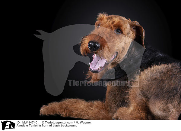 Airedale Terrier vor schwarzem Hintergrund / Airedale Terrier in front of black background / MW-14740