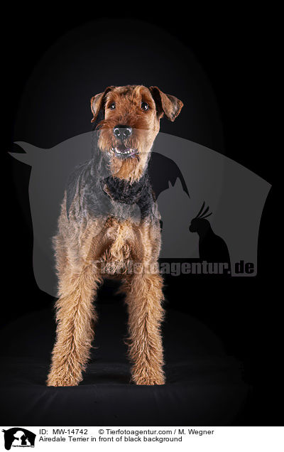 Airedale Terrier vor schwarzem Hintergrund / Airedale Terrier in front of black background / MW-14742