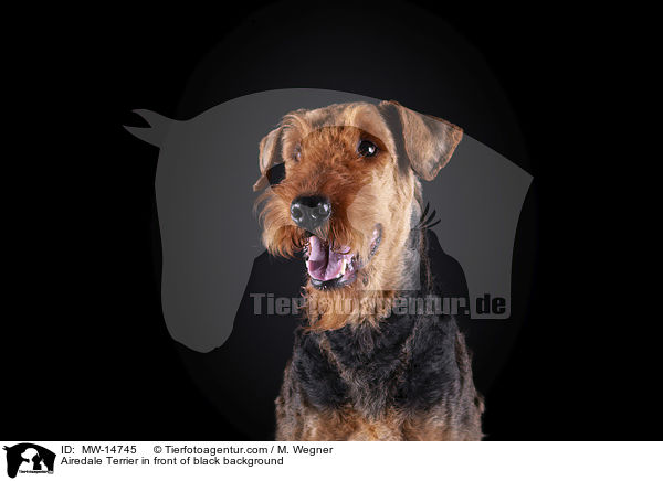 Airedale Terrier in front of black background / MW-14745