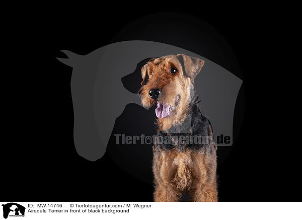 Airedale Terrier vor schwarzem Hintergrund / Airedale Terrier in front of black background / MW-14746