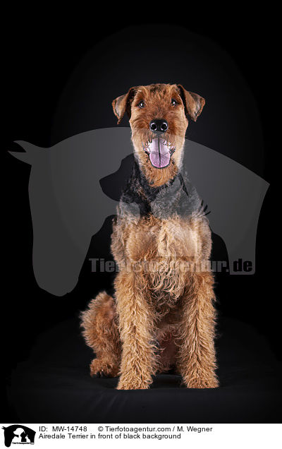 Airedale Terrier in front of black background / MW-14748