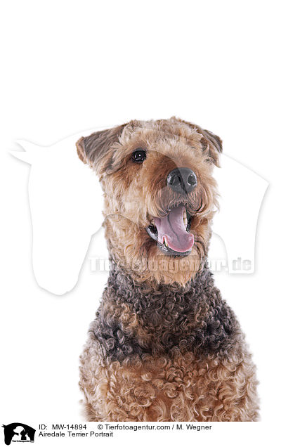 Airedale Terrier Portrait / Airedale Terrier Portrait / MW-14894