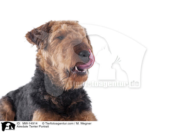 Airedale Terrier Portrait / Airedale Terrier Portrait / MW-14914