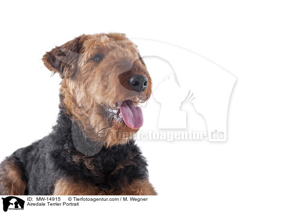 Airedale Terrier Portrait / Airedale Terrier Portrait / MW-14915
