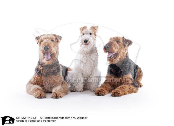 Airedale Terrier and Foxterrier / MW-14933
