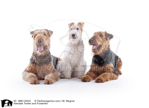 Airedale Terrier und Foxterrier / Airedale Terrier and Foxterrier / MW-14933