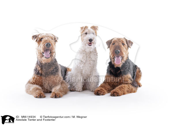 Airedale Terrier and Foxterrier / MW-14934