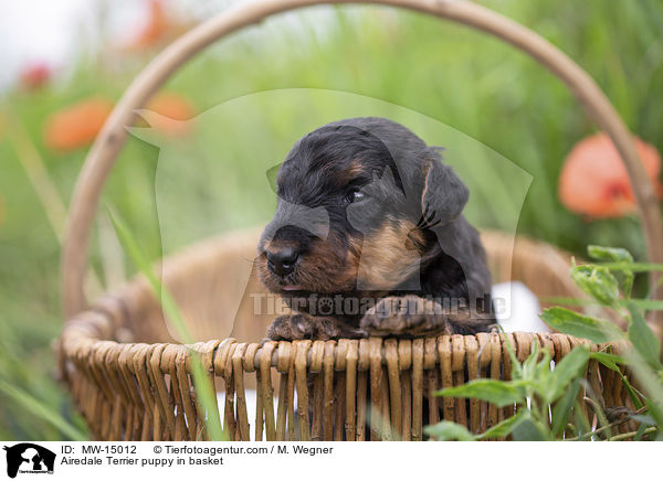 Airedale Terrier puppy in basket / MW-15012
