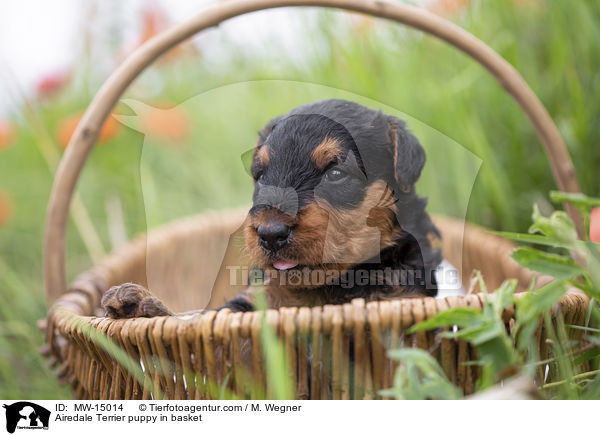 Airedale Terrier puppy in basket / MW-15014
