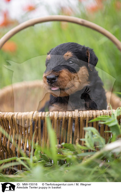 Airedale Terrier puppy in basket / MW-15016