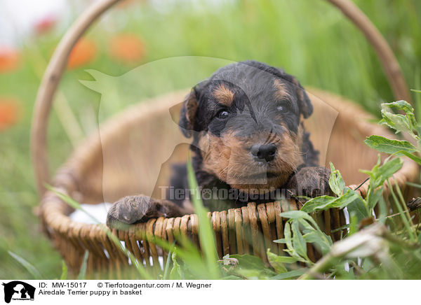 Airedale Terrier Welpe im Krbchen / Airedale Terrier puppy in basket / MW-15017
