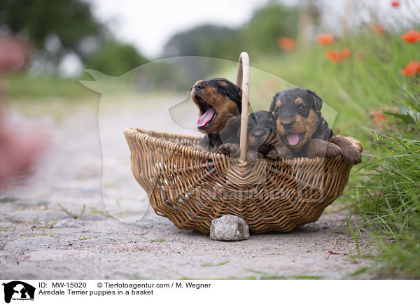 Airedale Terrier Welpen im Krbchen / Airedale Terrier puppies in a basket / MW-15020