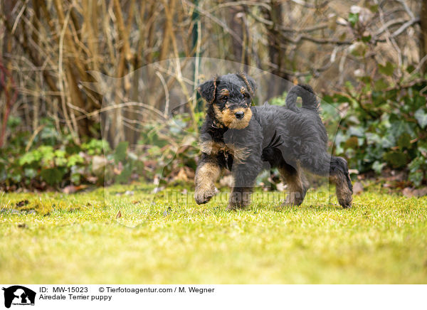Airedale Terrier Welpe / Airedale Terrier puppy / MW-15023
