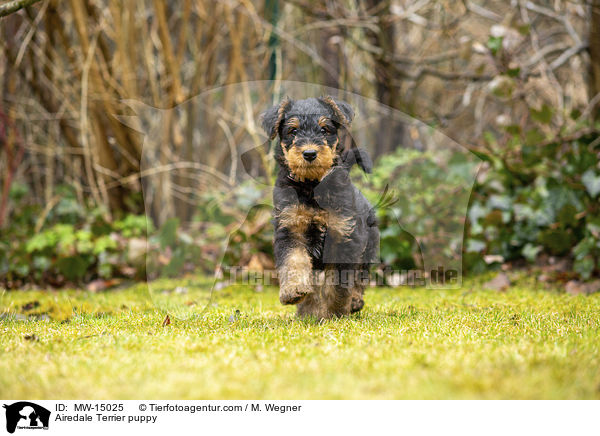 Airedale Terrier puppy / MW-15025