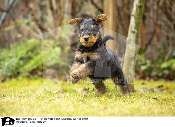 Airedale Terrier Welpe / Airedale Terrier puppy / MW-15028
