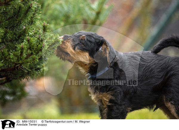 Airedale Terrier puppy / MW-15031