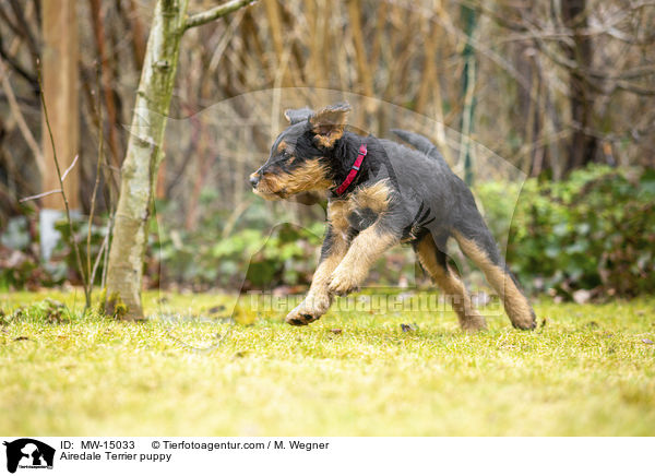 Airedale Terrier Welpe / Airedale Terrier puppy / MW-15033